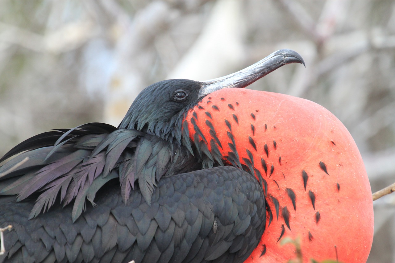 galapagos islands, frigate, bird